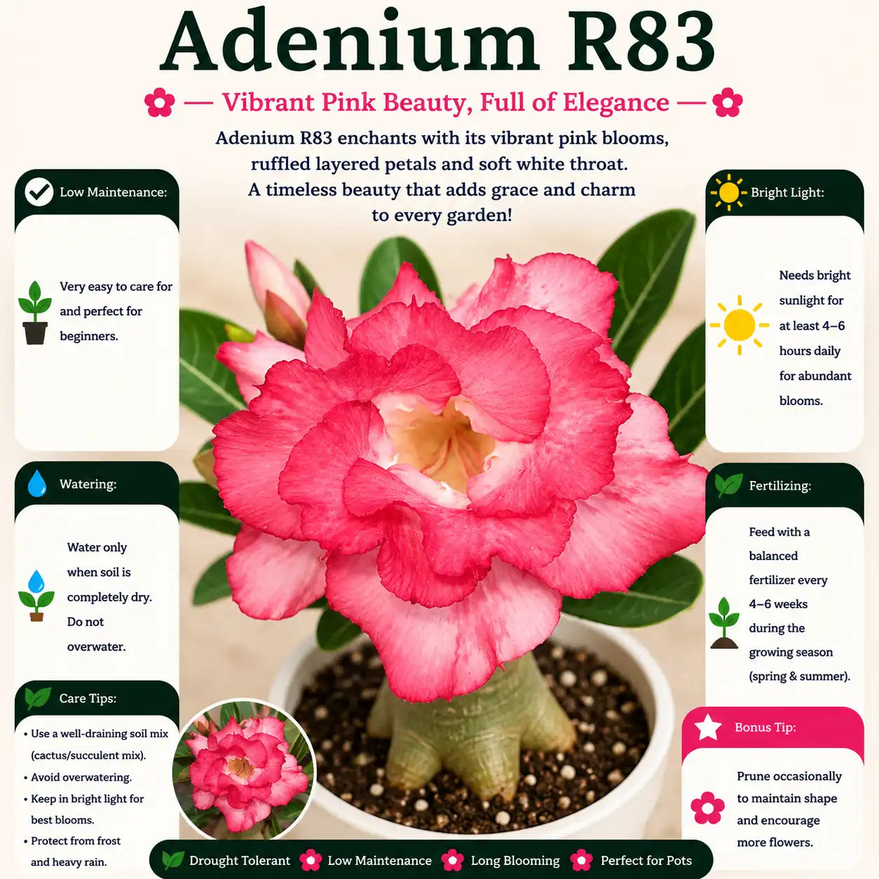 Adenium R83