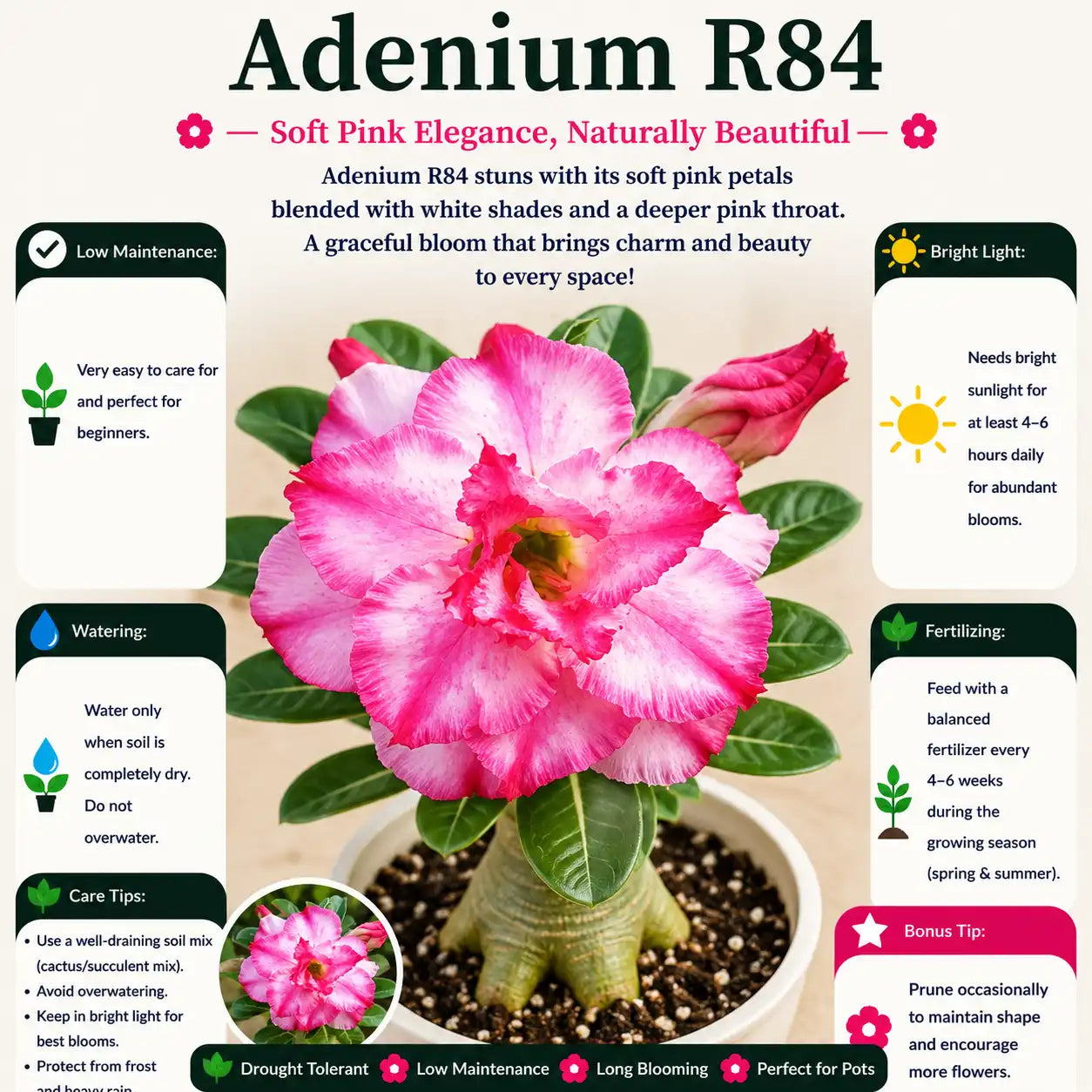 Adenium R84