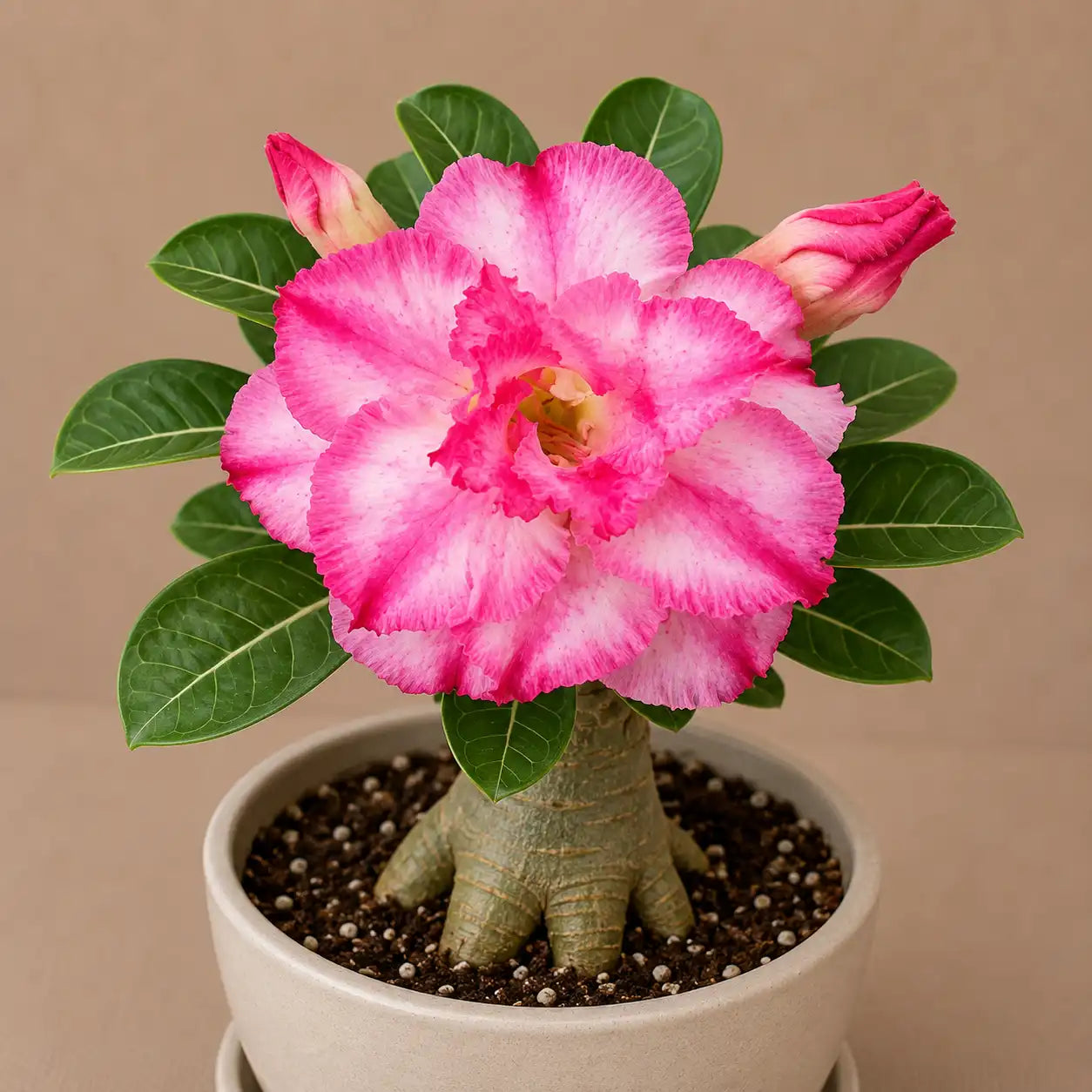 Adenium R84