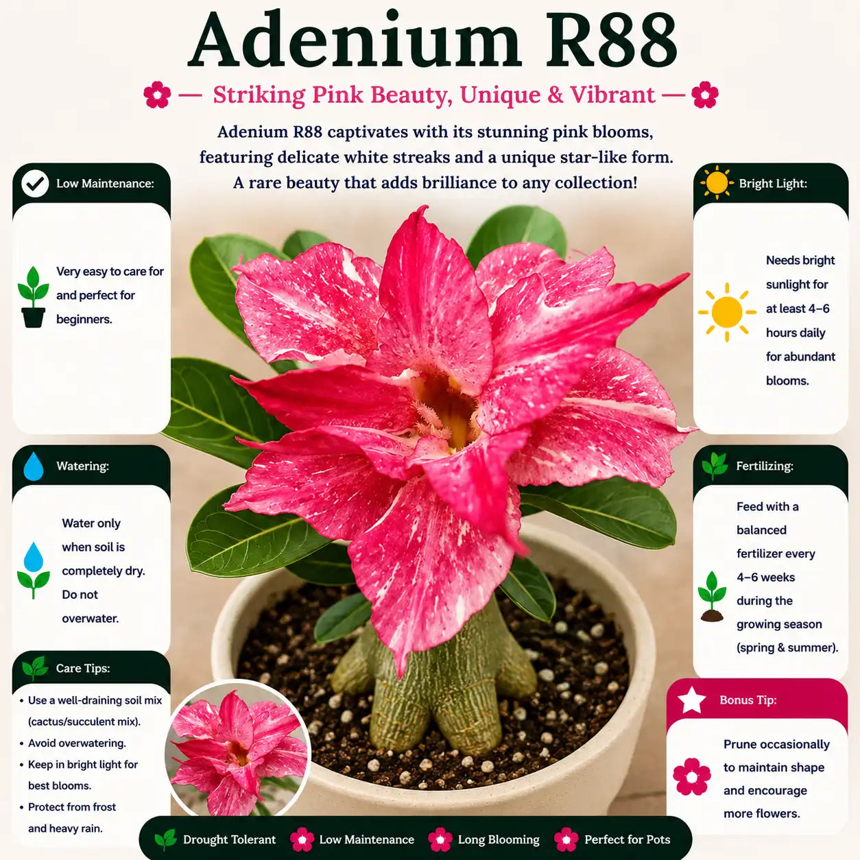 Adenium R85