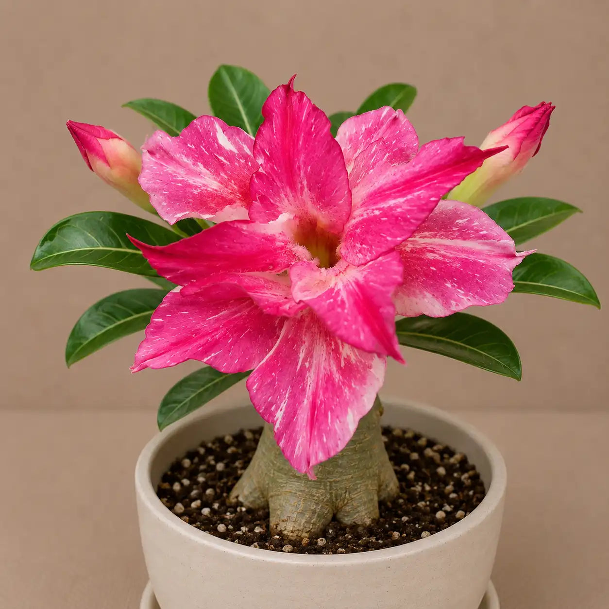 Adenium R85
