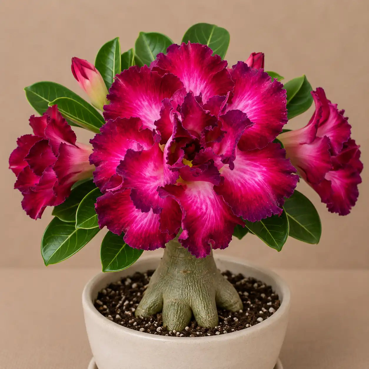 Adenium R86