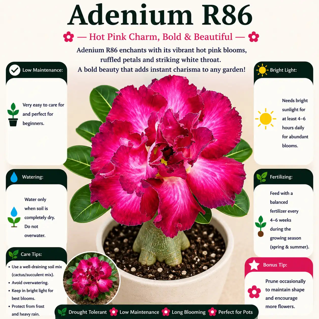 Adenium R86