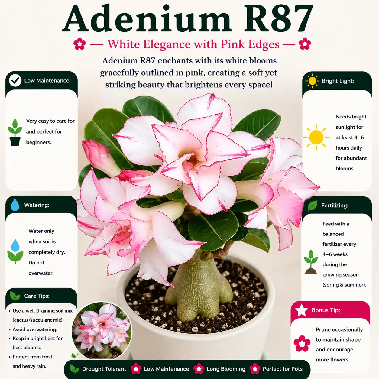 Adenium R87