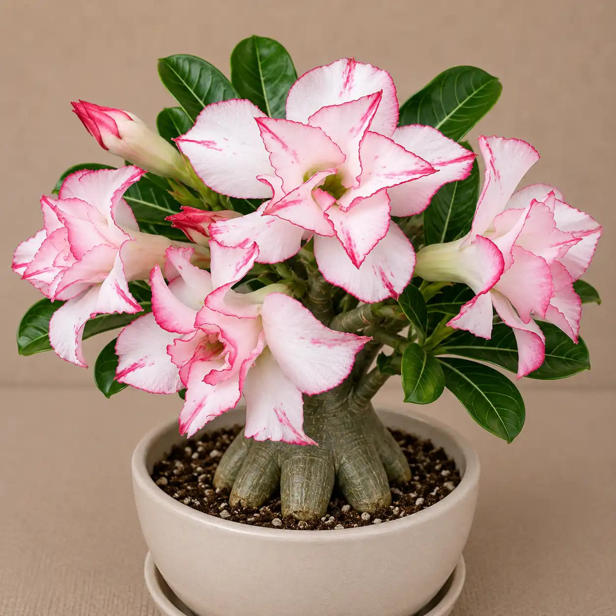 Adenium R87