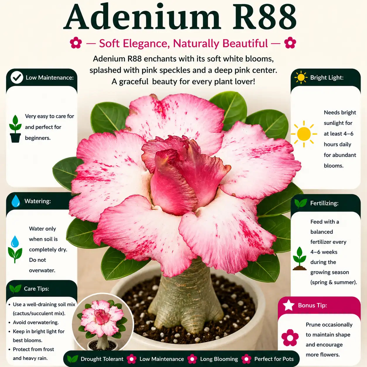 Adenium R88