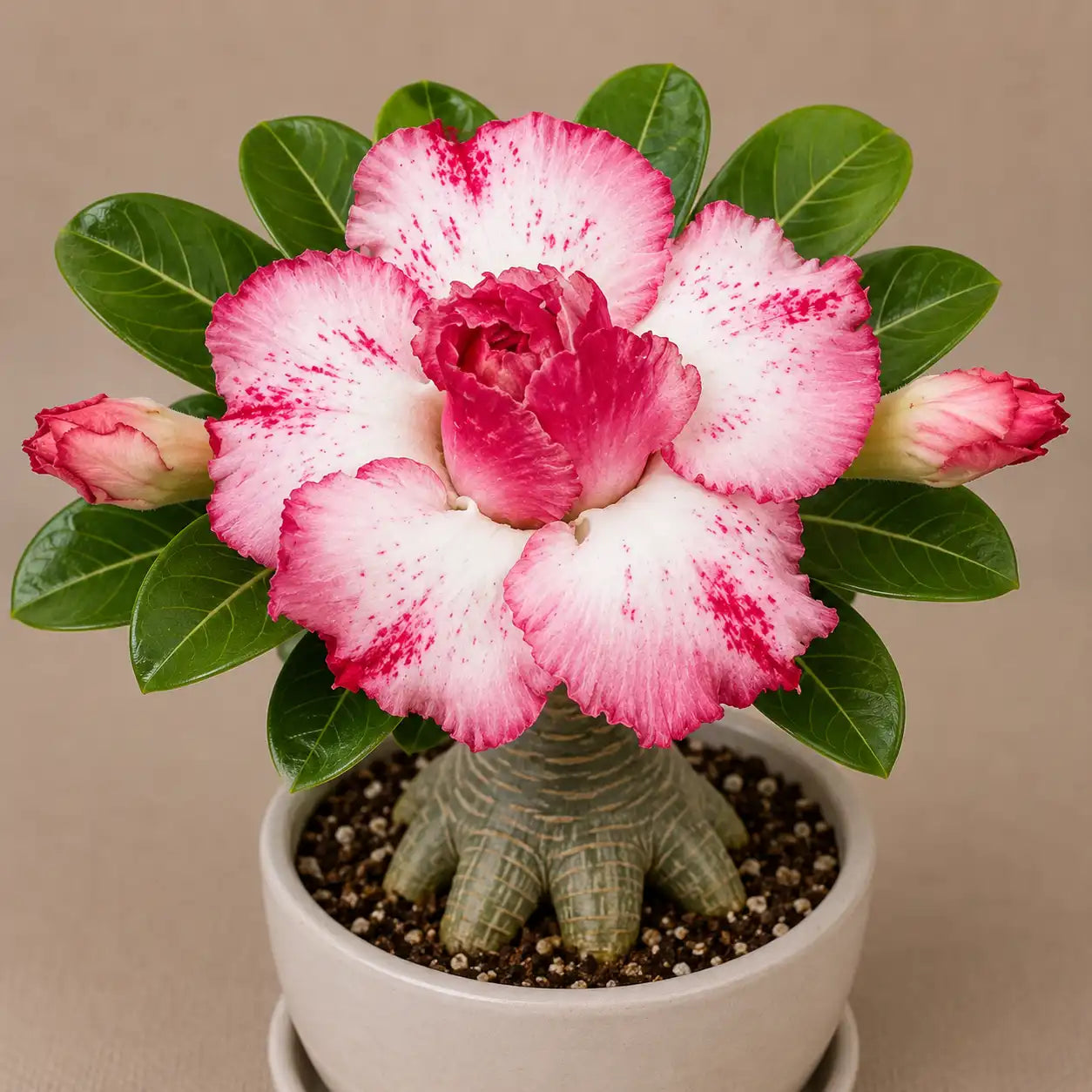 Adenium R88