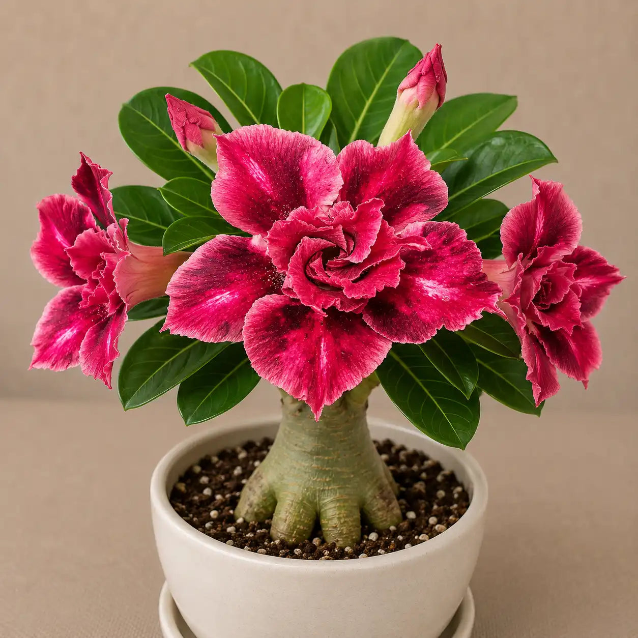Adenium R89