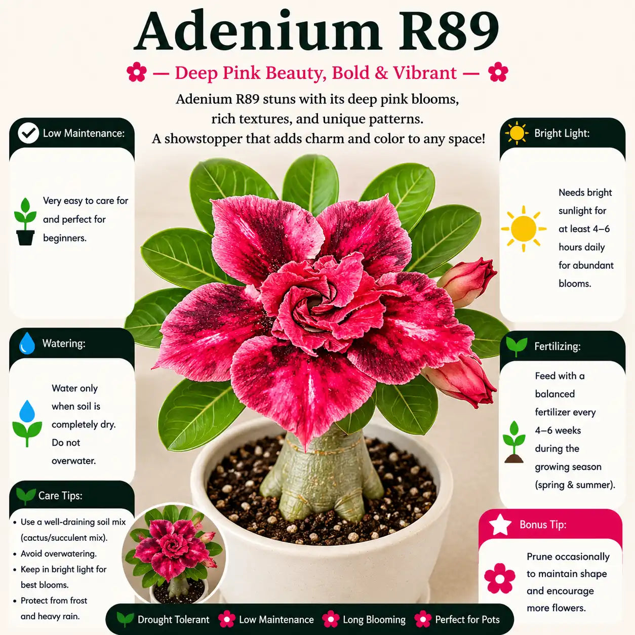 Adenium R89