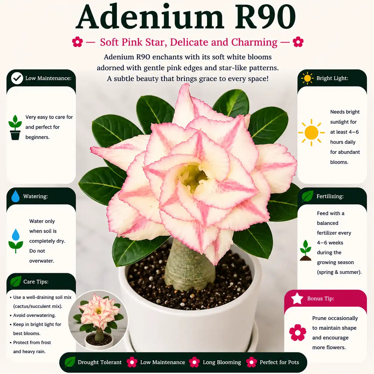 Adenium R90