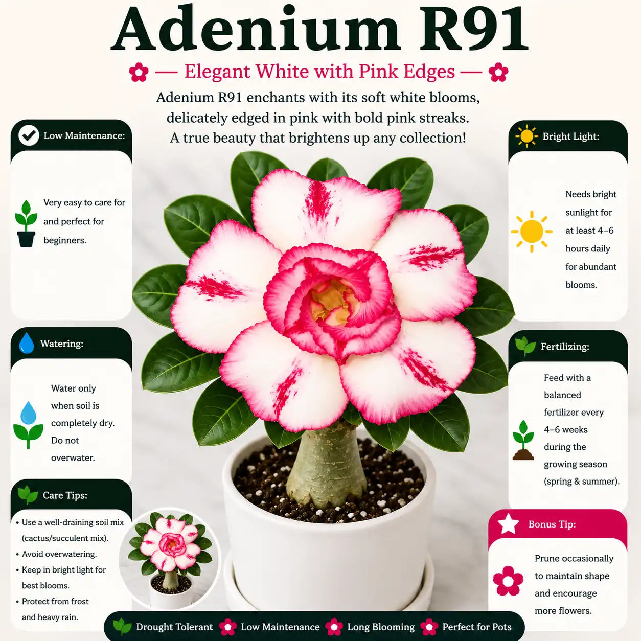 Adenium R91
