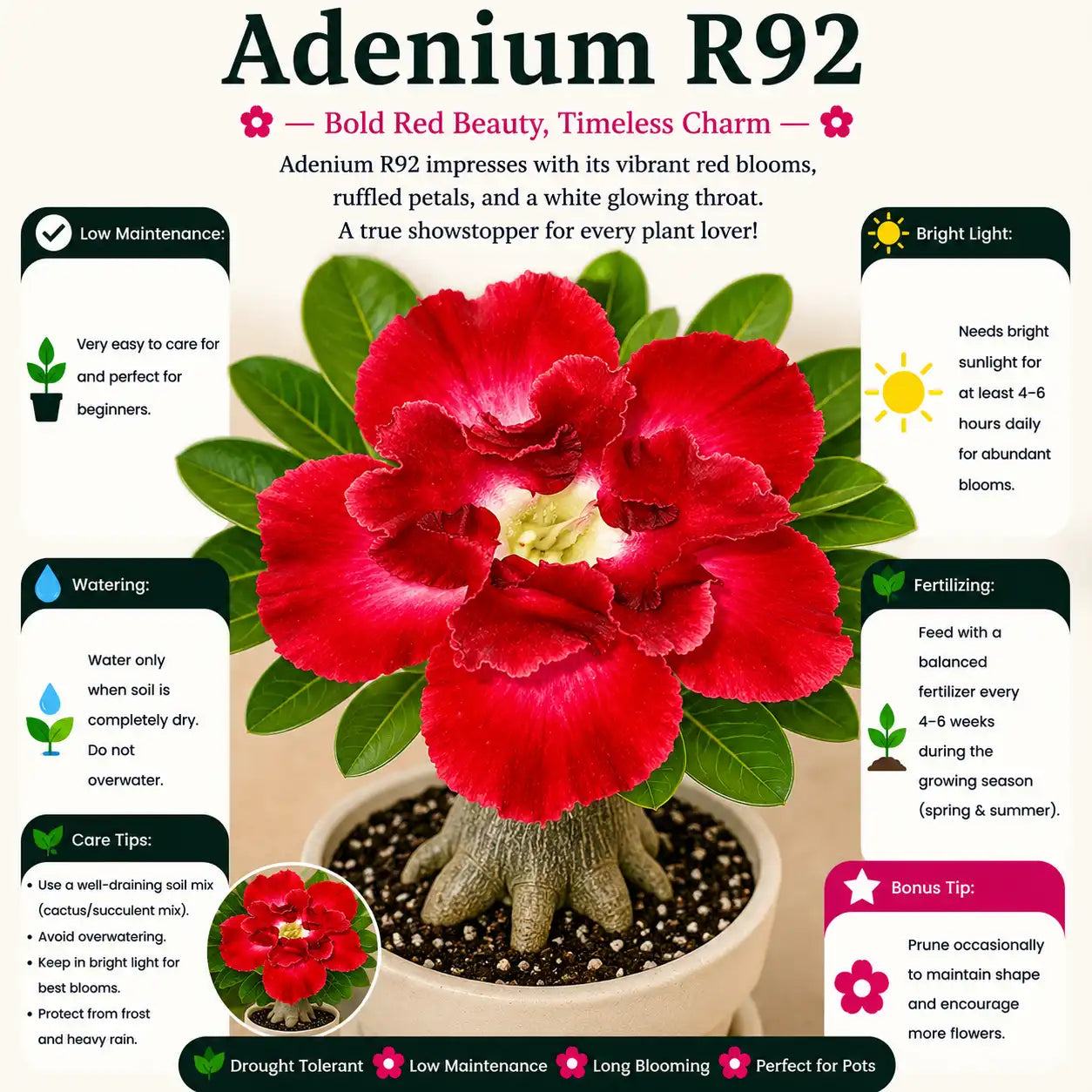 Adenium R92