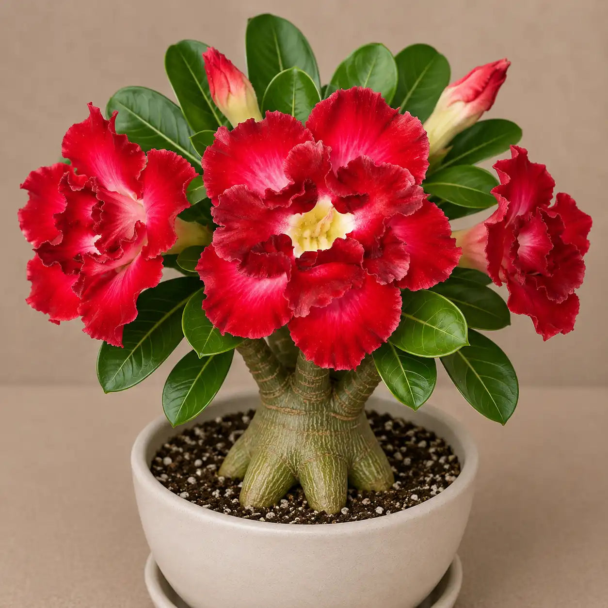 Adenium R92
