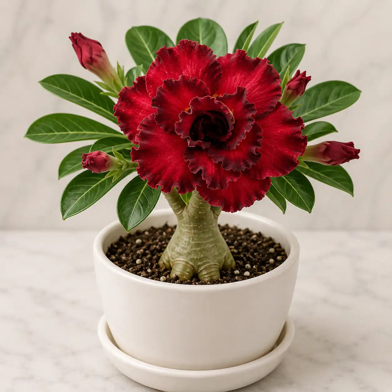 Adenium R93