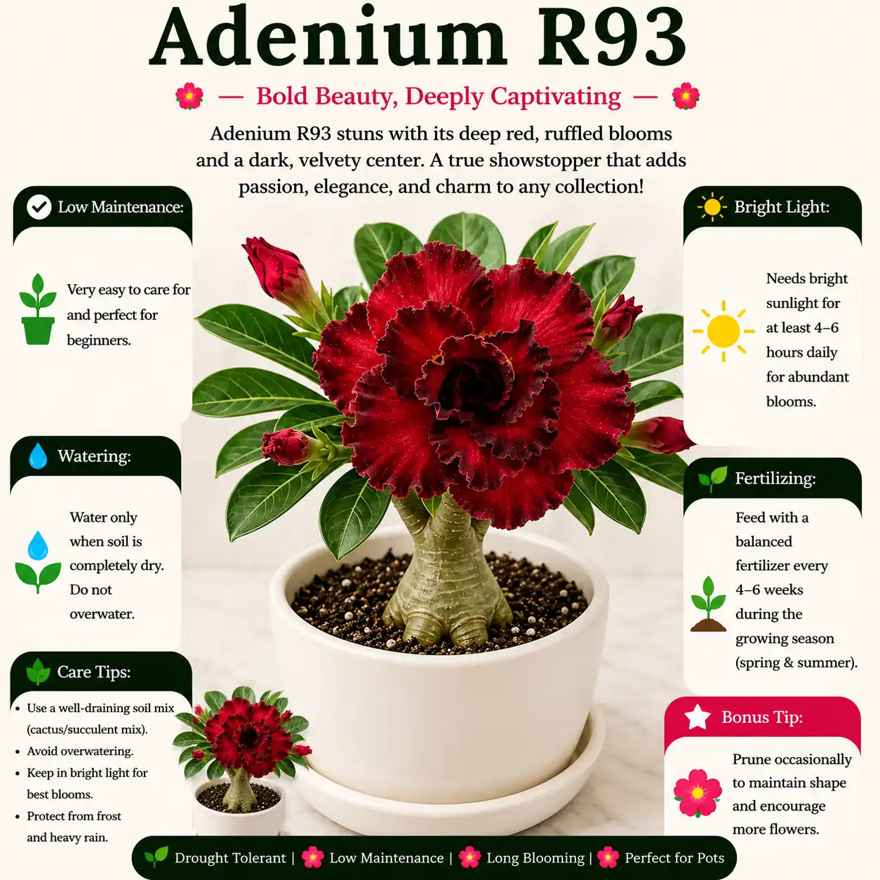 Adenium R93