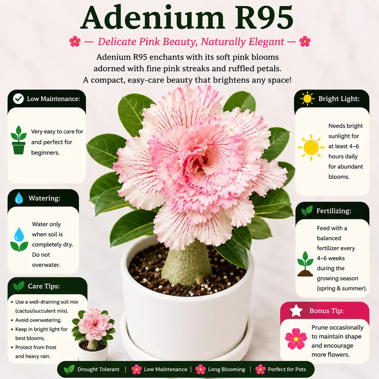 Adenium R95
