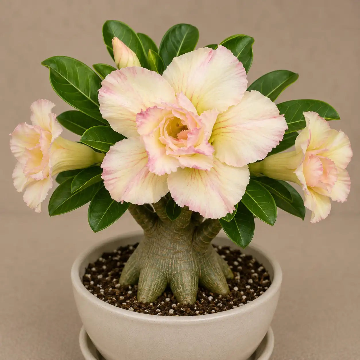 Adenium R96
