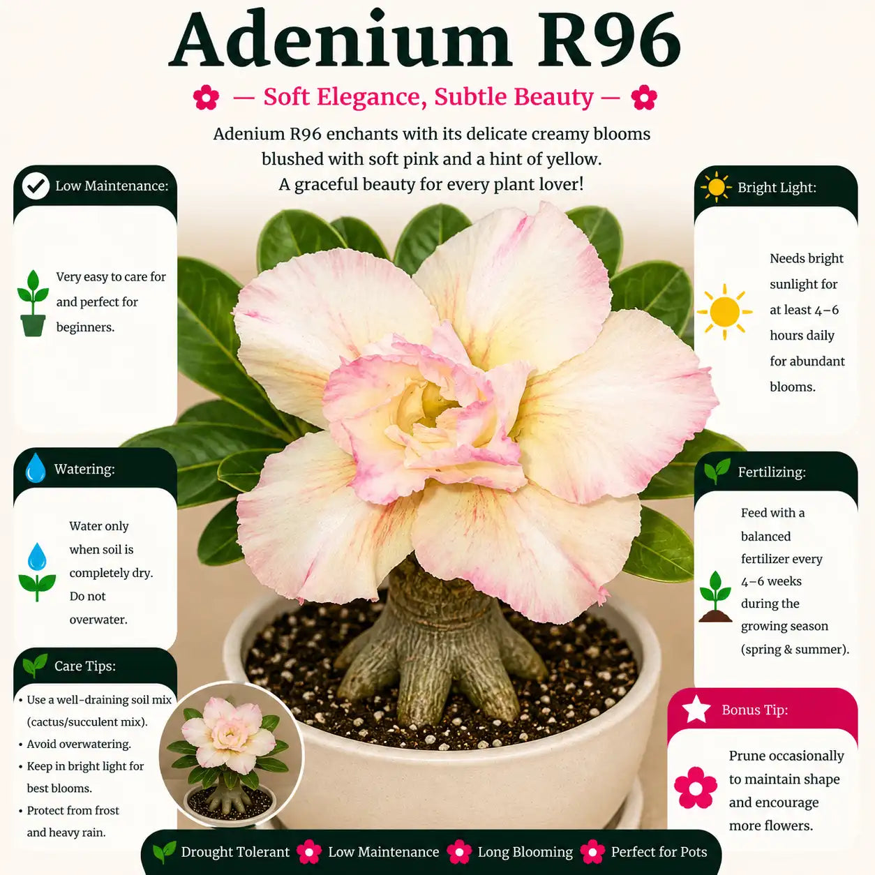 Adenium R96