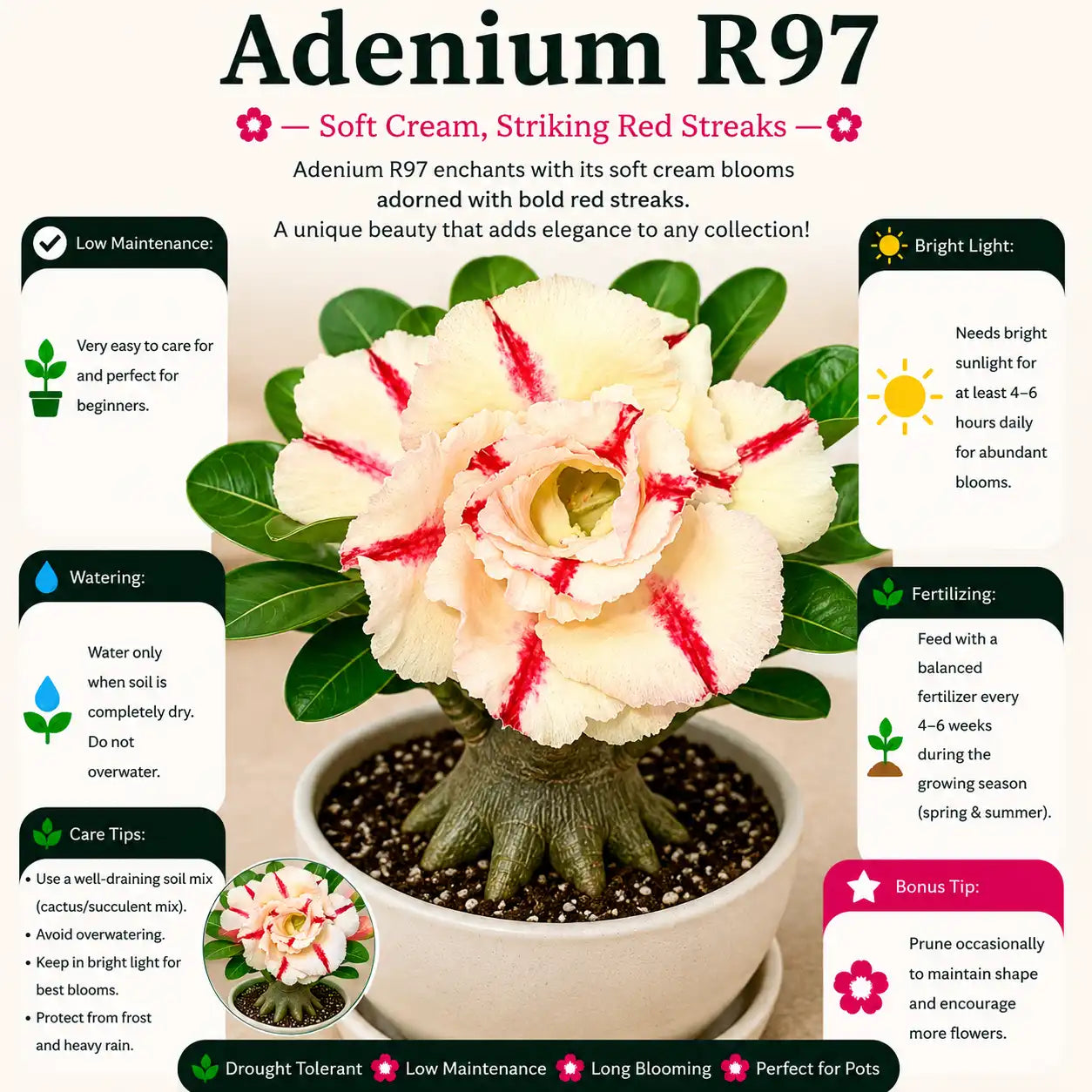 Adenium R97