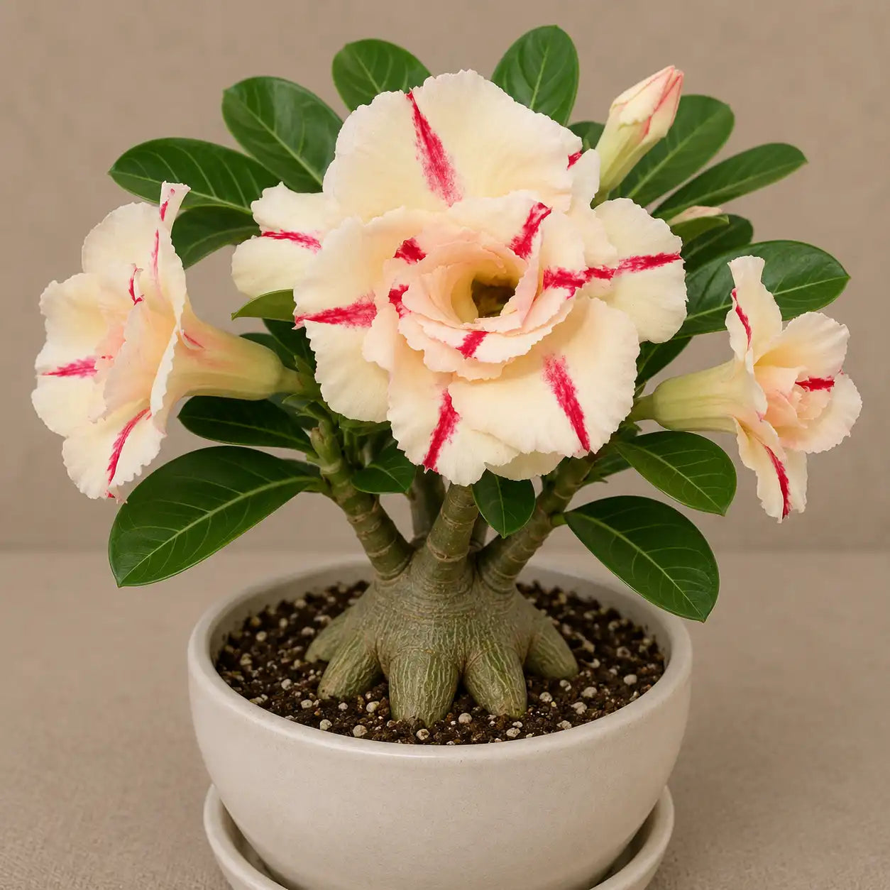 Adenium R97