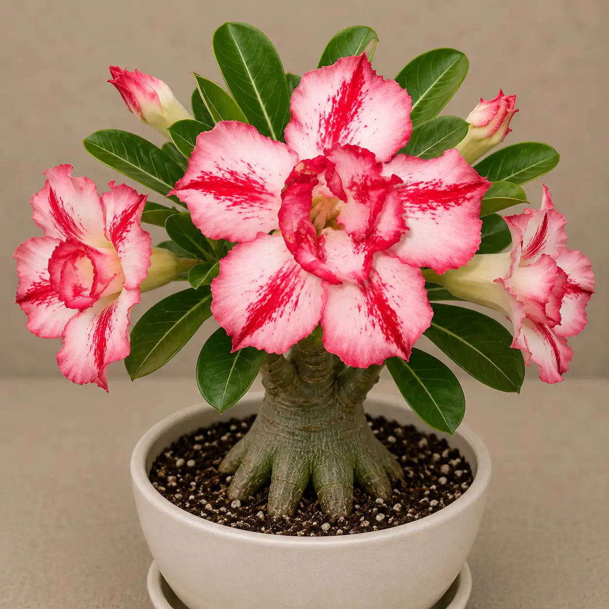 Adenium R99