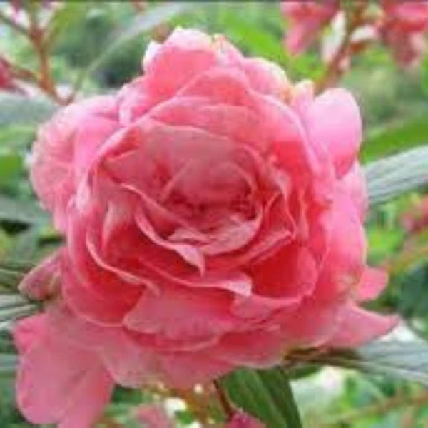 BALSAMINE ROSE HYBRID SEEDS (20-25 seeds)