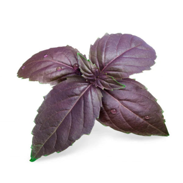 BASIL PURPLE HYBRID SEEDS (40-50 seeds)
