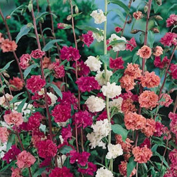 CLARKIA MIXED OPEN POLLINATED SEEDS (70-80 seeds)