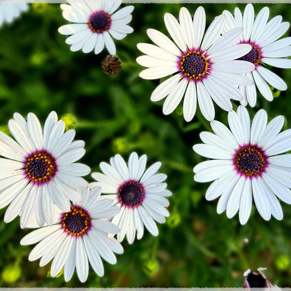 DIMORPHOTHECA WHITE OPEN POLLINATED SEEDS (25-30 seeds)