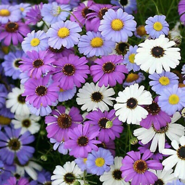 BRANCHYSCOME MIXED OPEN POLLINATED SEEDS (100 seeds)