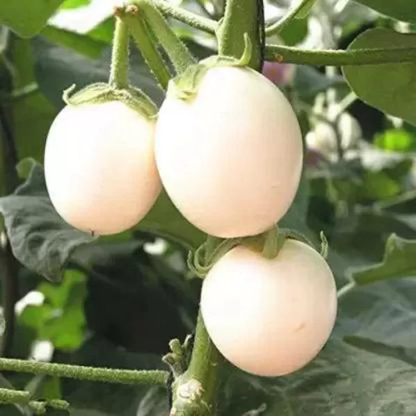 BRINJAL WHITE ROUND HYBRID SEEDS (40 seeds)
