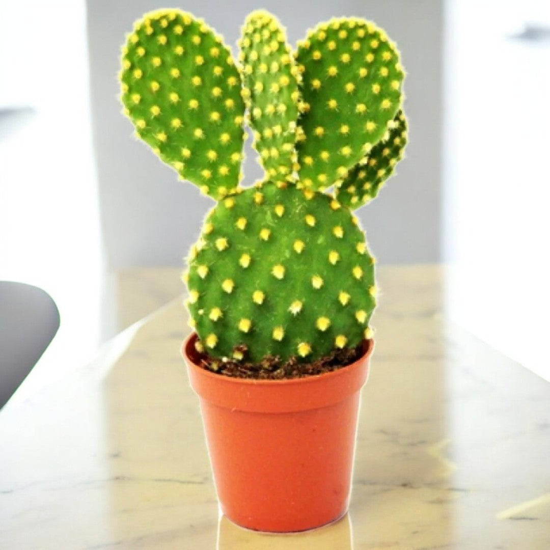 YELLOW BUNNY EAR CACTUS