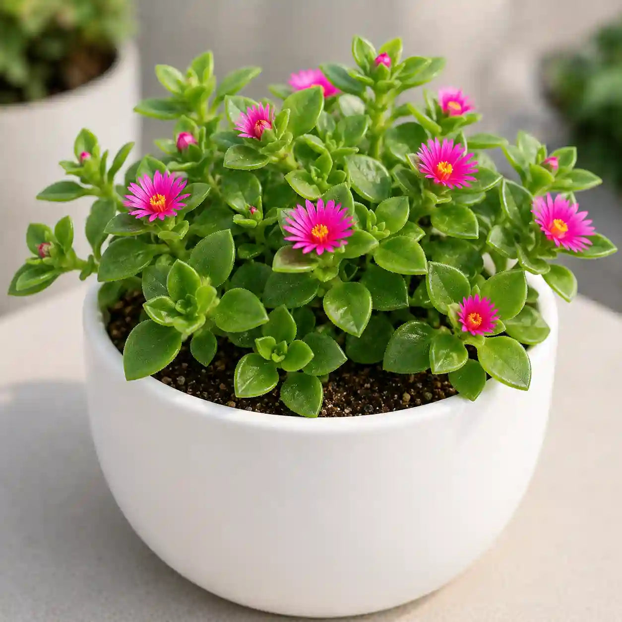 Small potted plant with pink flowers in a white pot on a neutral background