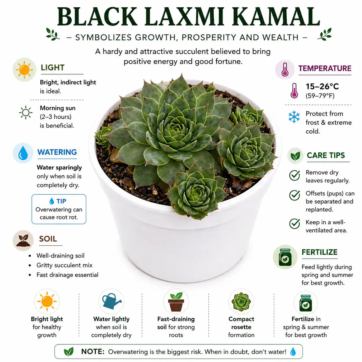 Indoor Oasis Set – Premium Succulent Combo for Home &amp; Office by Nainital Succulents