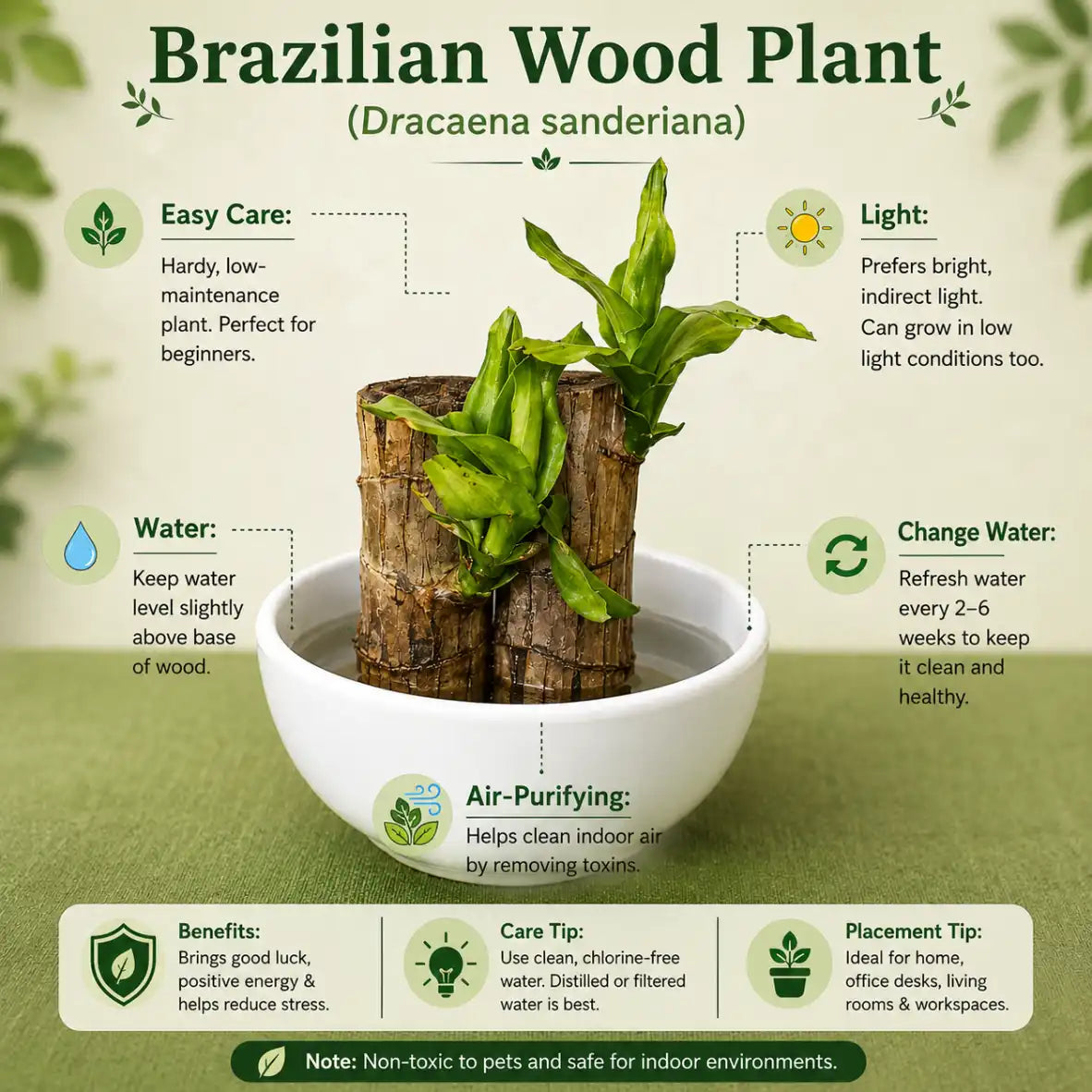 Lucky Green Succulent Plant Combo