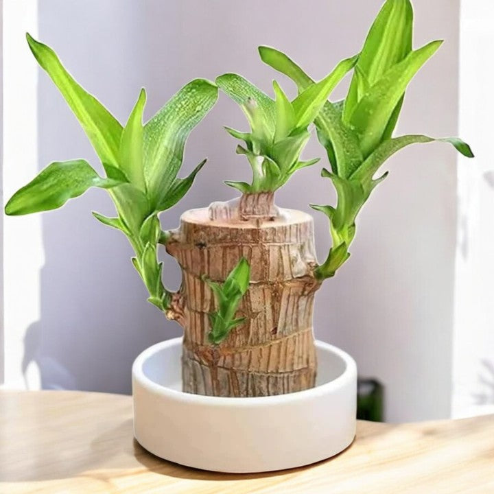 Brazillian Wood Plant
