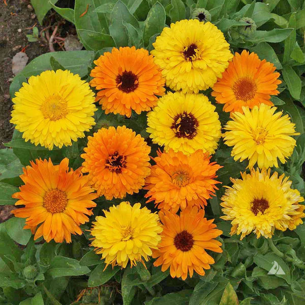 CALENDULA MIXED HYBRID SEEDS (25-30 seeds)