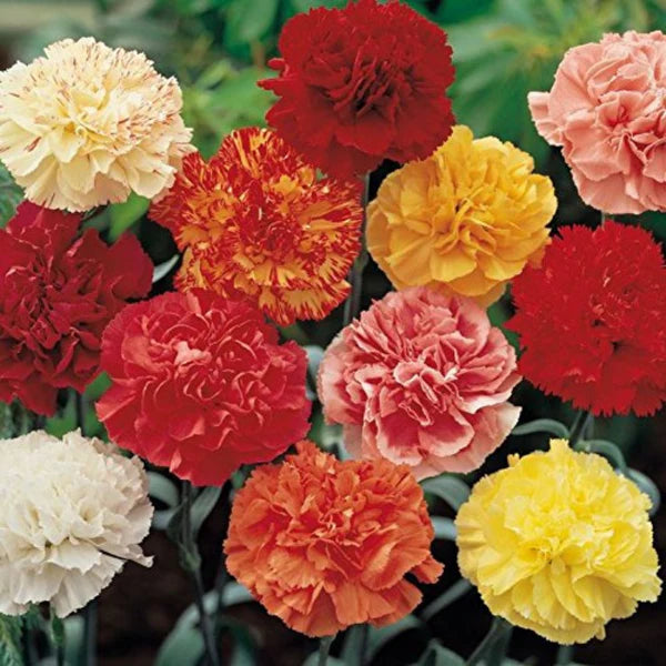 CARNATION GLANT MIXED HYBRID SEEDS (40 seeds)