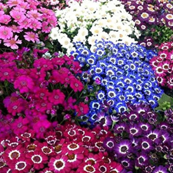 CINERARIA MIXED HYBRID SEEDS (70-80 seeds)