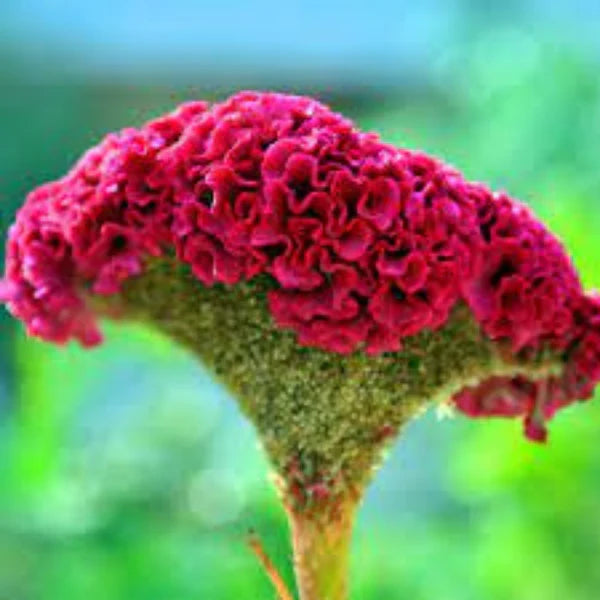 COCKSCOMB MIX OPEN POLLINATED SEEDS (50-60 seeds)