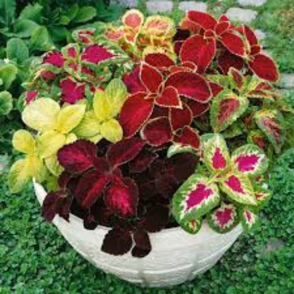 COLEUS MIX HYBRID SEEDS (30 seeds)