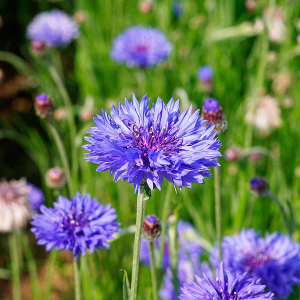CORN FLOWER HYBRID SEEDS (30-40 seeds)