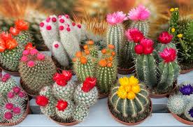 Cactus