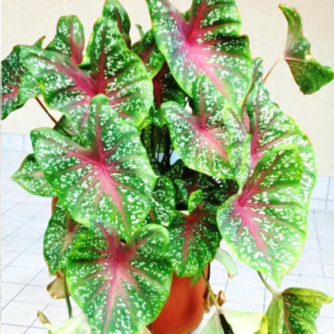 Caladium Mix Bulbs