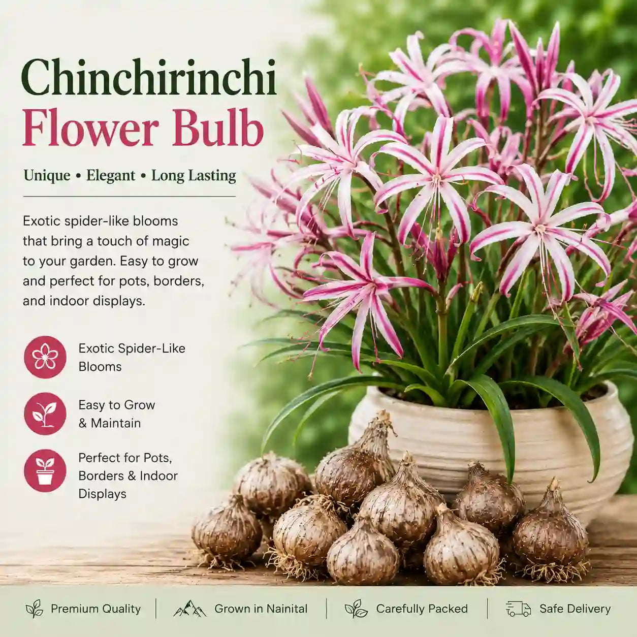Chinchirinchi Flower Bulb