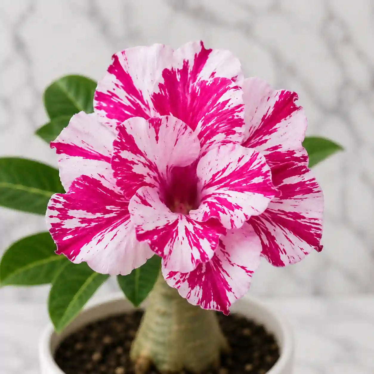 Adenium R160