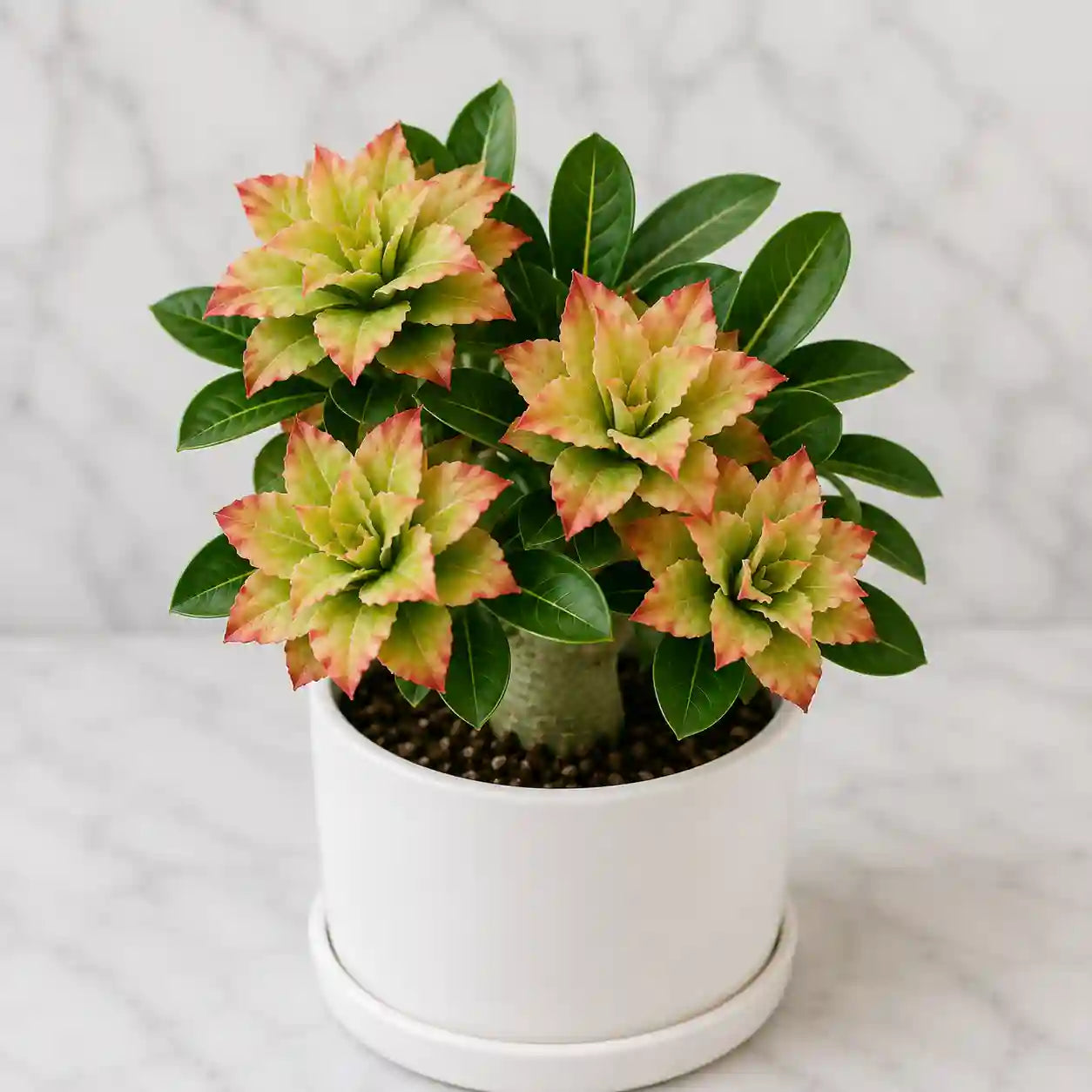 Adenium R163