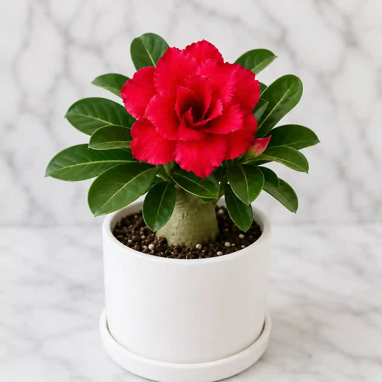 Adenium R79