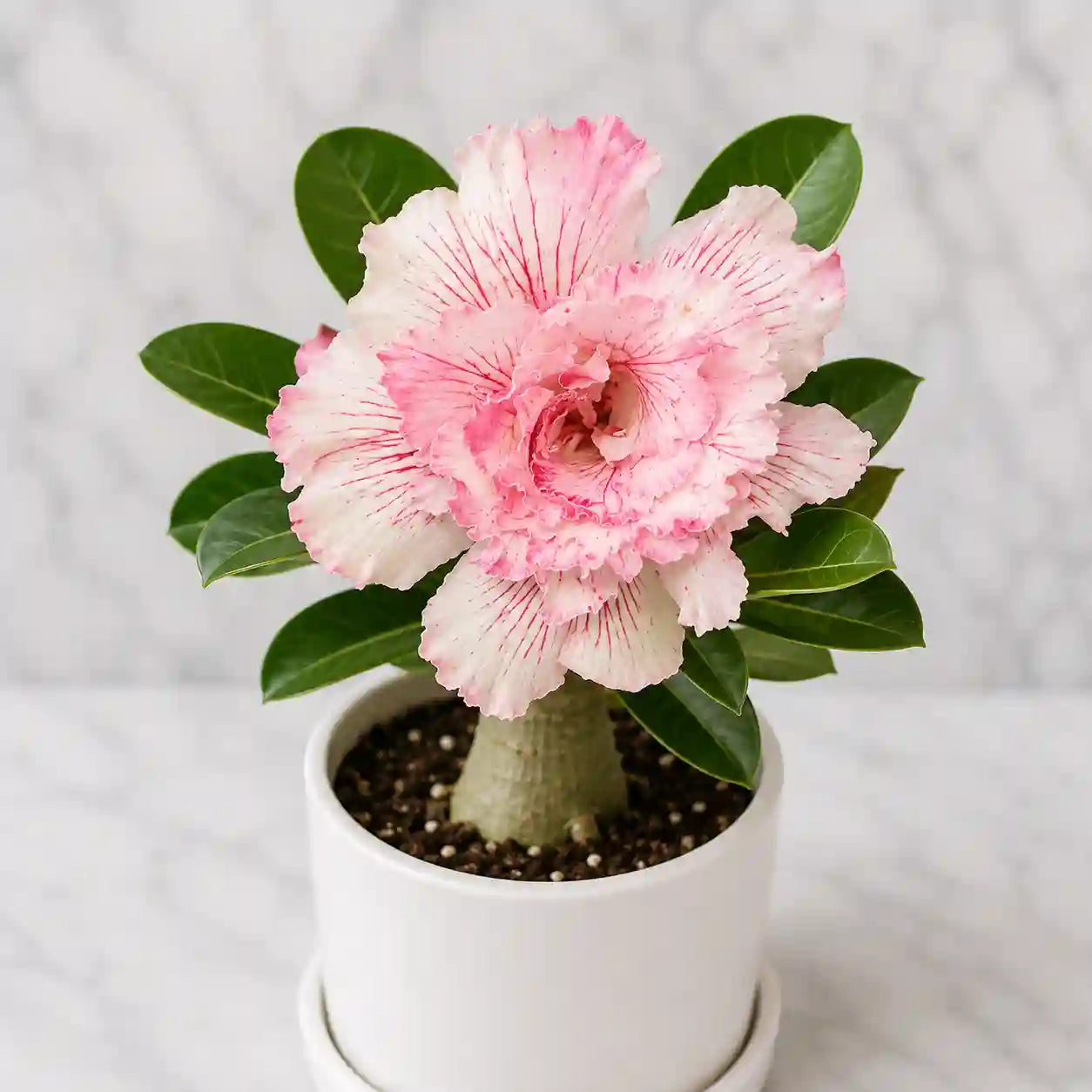 Adenium R95