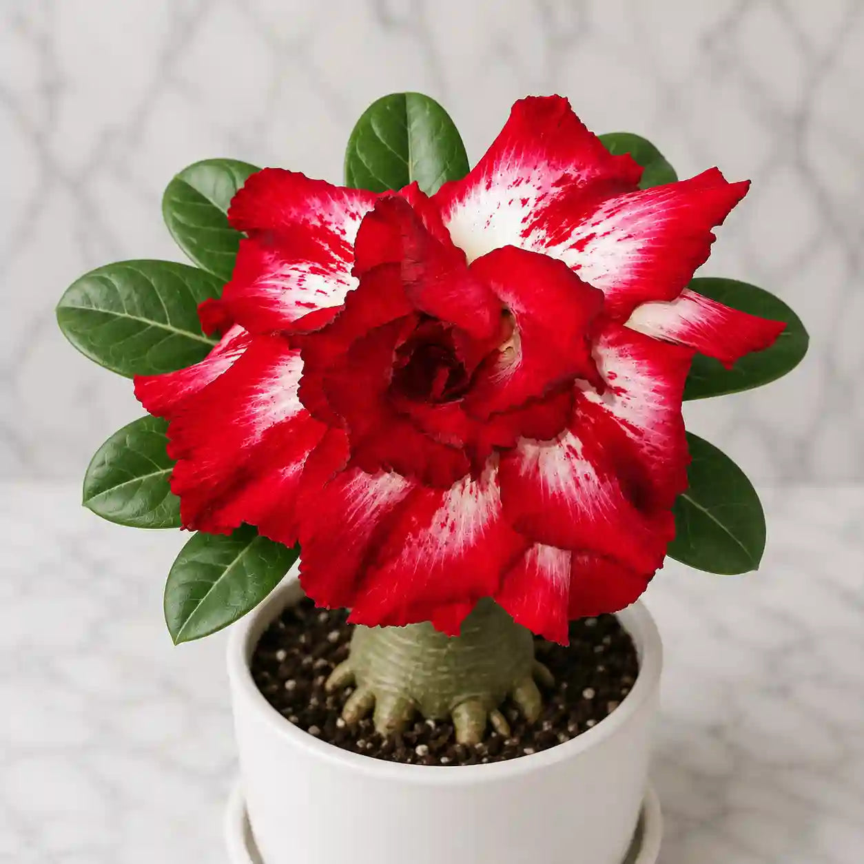 Adenium R64